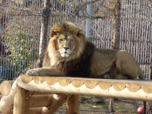 Жители Хакасии могут бесплатно сходить в абаканский зоопарк