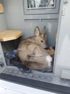 Раненую косулю спасли по соседству с Хакасией