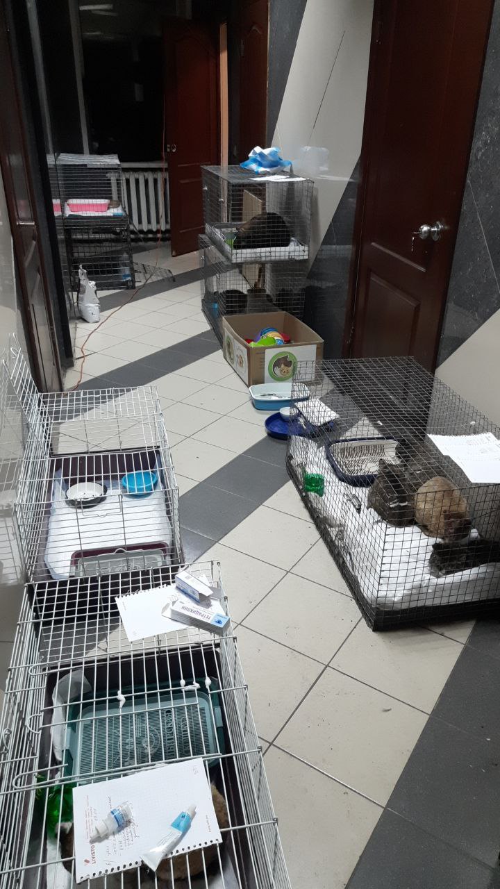 Спасенные из горящего приюта животные перевезены в Черногорск