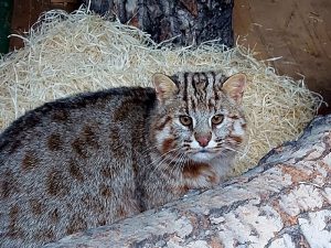 Амур: дальневосточному коту, обживающему жилплощадь в Абаканском зоопарке, выбрали имя