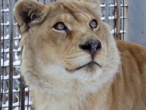 Студентов и Татьян ждут в Абаканском зоопарке- вход для них сегодня бесплатный