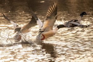 Редких для Хакасии пернатых снял абаканский фотограф