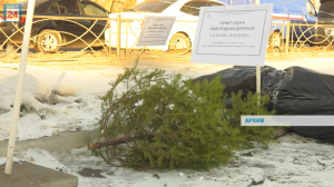 Новогодние ели отправятся на переработку: в столице Хакасии откроются 4 пункта сбора деревьев