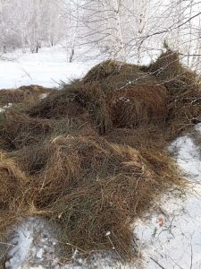 Зерно, соль и сено тоннами: экологи Хакасии заботятся о рационе диких животных