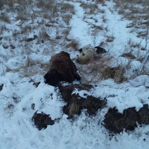 Стихийный скотомогильник найден в Черногорске