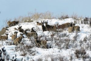 Семейство козерогов в полном составе позировали в горах рядом с Хакасией