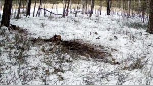 Птичий пир засняли фотоловушки в Шушенском бору