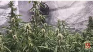 Выращивал в квартире коноплю и галлюциногенные грибы абаканец-наркоагроном