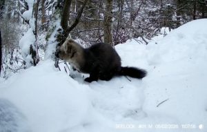 Заповедные соболи попались за ревизией сугробов рядом с Хакасией