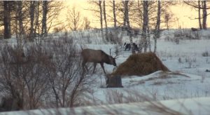Сено, веники, овёс и соль: диких животных подкармливают в Хакасии