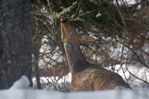 Косуля, жующая «бороду лешего», попала в кадр в Шушенском бору