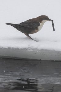 Охоту водяного воробья в городском парке запечатлел абаканский фотограф