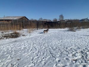 Штраф и полмиллиона рублей компенсации: в Хакасии вынесен приговор владелице собак, едва не растерзавших ребенка