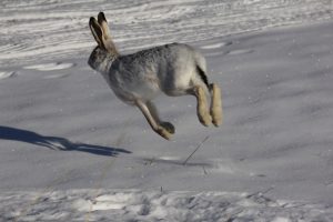 Спринтер заповедных степей Хакасии попал в объектив