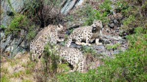 Центр реинтродукции снежного барса появится в Хакасии