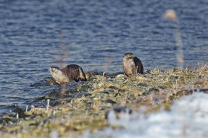 Семейство выдр попалось за зимней рыбалкой неподалёку от Майнской ГЭС