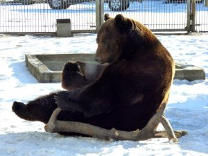 Медведь Андрюша проснулся в абаканском зоопарке