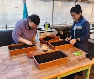 Агрономы Абакана готовят рассаду для городских клумб