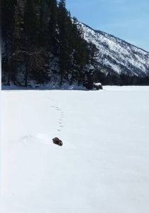 Краснокнижная выдра катается на брюхе по снегу в Хакасии