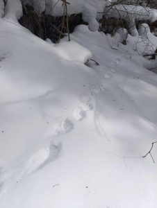 Летопись следов животных расшифровали в Саяно-Шушенском заповеднике