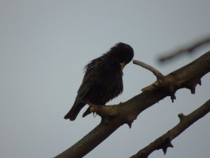 Вестники весны вернулись: скворцы уже прибыли в Сибирь