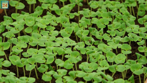 130 тысяч семян высадят агрономы Абакана, а выращенная рассада станет украшением цветочных клумб