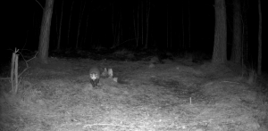 Барсуки проснулись в нацпарке «Шушенский бор» — их «вылазки» засняли фотоловушки