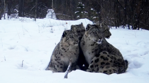 Милота краснокнижного семейства попала в объектив Саяно-Шушенского заповедника