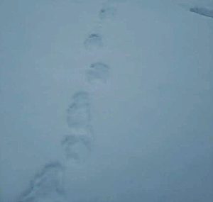 Медведи проснулись в Хакасии