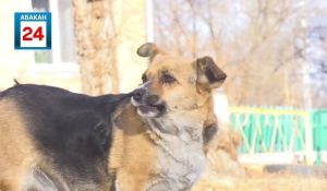 200 тыс. руб. выплатила владелица собаки, покусавшей девочку в Саяногорске