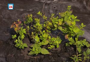 2,5 тысячи молодых деревьев и кустарников высадят в столице Хакасии в этом сезоне