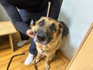 30 тыс. рублей выплатил житель Хакасии, натравивший собаку на полицейских