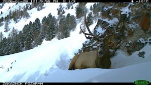 Свен из «Холодного сердца» нашёлся в Хакасии