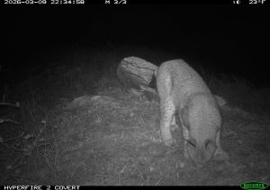 Хакасского Хана, осматривающего свои владения, поймали заповедные фотоловушки