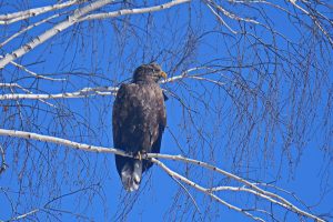 Краснокнижный орлан-белохвост попал в кадр в Шушенском бору