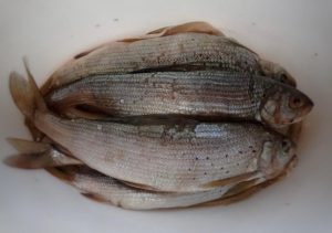 Житель Кузбасса ловил хариус на особо охраняемой территории в Хакасии