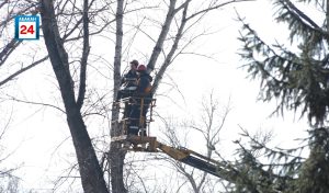 Пирамидальный тополь, хвойники, лиственные деревья и декоративные кустарники украсят абаканский Парк Победы