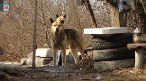 Стихийный приют для собачьей стаи «накрыли» в Абакане городские коммунальщики