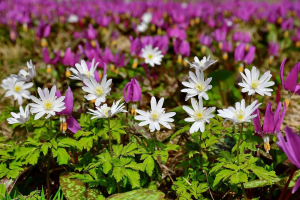 Первоцветы разукрасили Шушенский бор