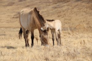 Первый жеребенок лошади Пржевальского появился на свет в Хакасии