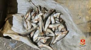 Ловили сетями: рыбаков-браконьеров задержали в Хакасии силовики