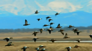 Огари вернулись в Хакасию