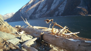 Орлан-белохвост попозировал в Саяно-Шушенском заповеднике