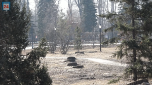 Тополя без пуха, ели, можжевельник и сирень: Парк Победы в Абакане ждёт масштабное озеленение