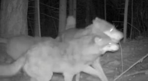 Добродушную встречу серых хищников сняли фотоловушки Саяно-Шушенского заповедника