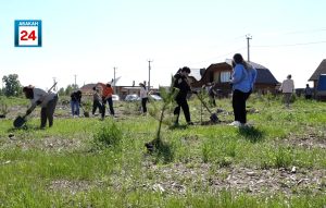 Хвойный барьер от пыли и шума: сосновую аллею высадили в 10 жилом районе Абакана
