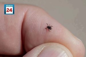 Число заболевших от укусов клещей растет в Хакасии