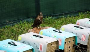 40 краснокнижных балобанов доставлены самолетом в Хакасию