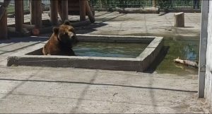 Купание бурого Андрюши показал абаканский зоопарк