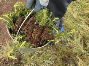 15 тыс. сосен высадили в Ширинском районе в рамках акции «Сад памяти»
